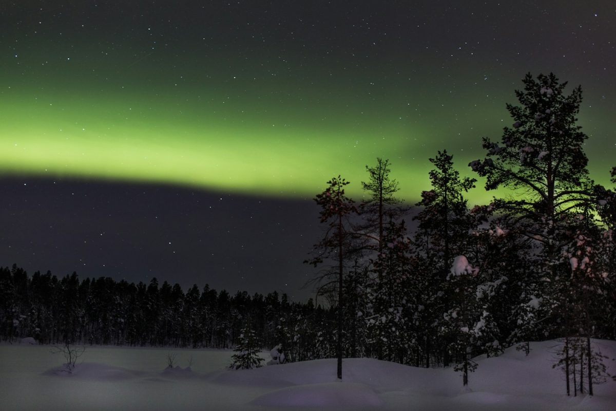 Aurore boréale verte au-dessus d’arbres couverts de neige