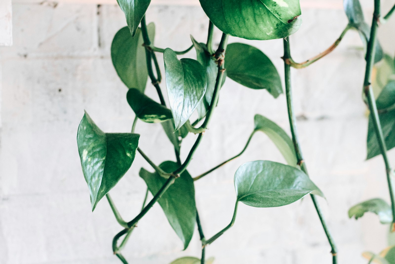10 Plantes Indispensables pour Débutants : Cultivez sans Stress !