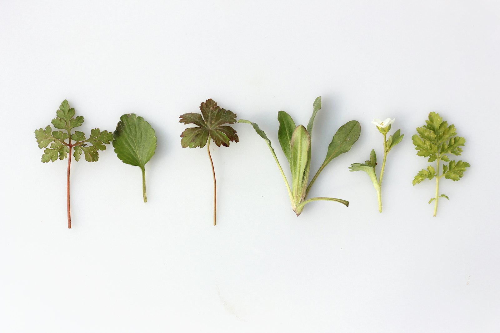 Cultiver des herbes aromatiques : un jardin d'économies et de saveurs