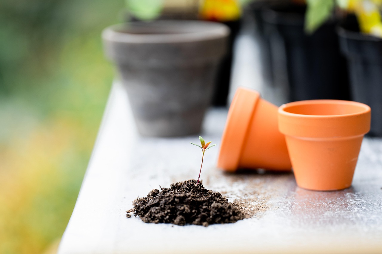 Comment commencer son potager ?