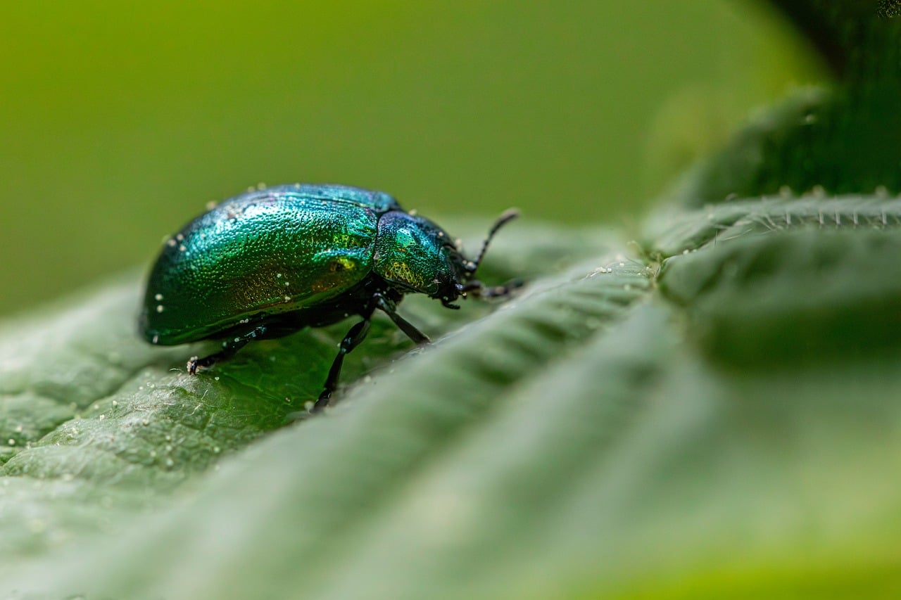 Comment s’engager pour la protection de la biodiversité ?