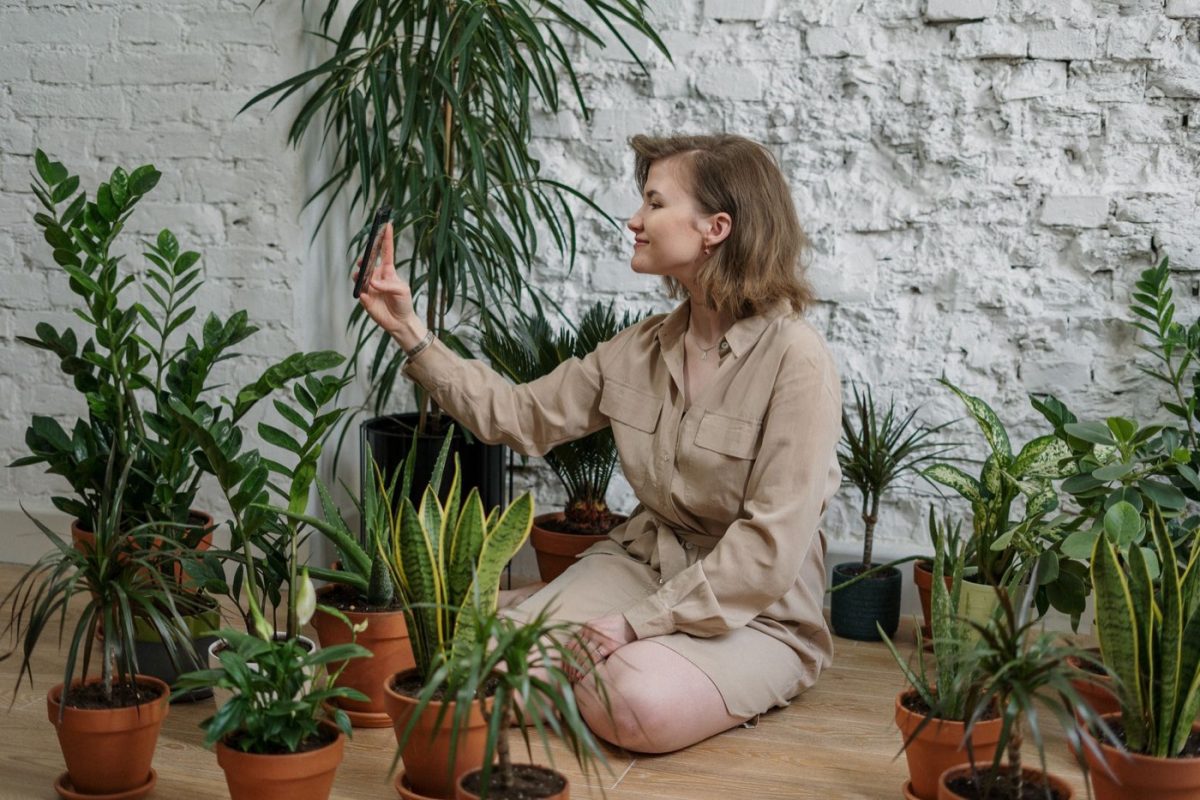 Plantes d'intérieur tolérantes à faible luminosité