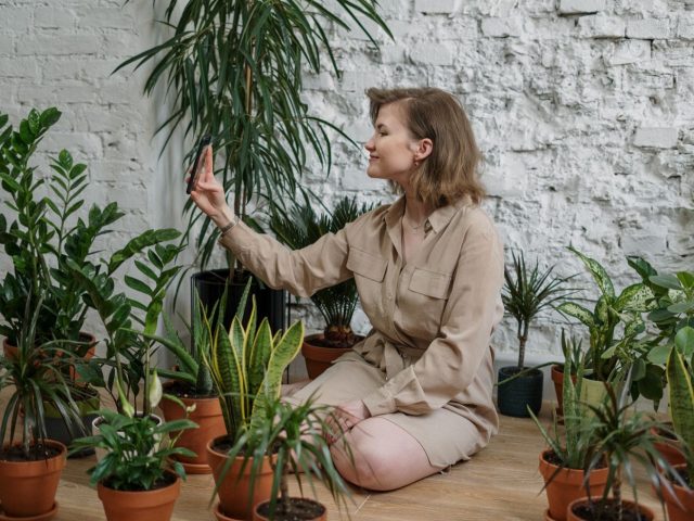 Plantes d&rsquo;intérieur tolérantes à faible luminosité
