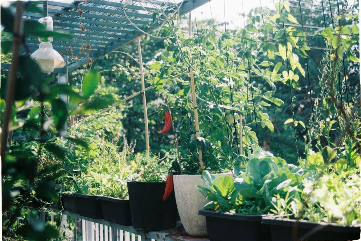 Créer un potager en bacs sur balcon : conseils faciles