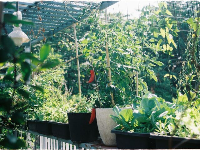 Créer un potager en bacs sur balcon : conseils faciles