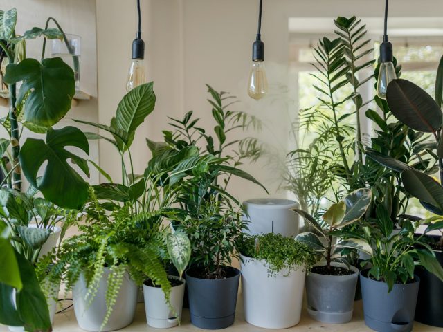 10 Plantes Indispensables pour Débutants : Cultivez sans Stress !
