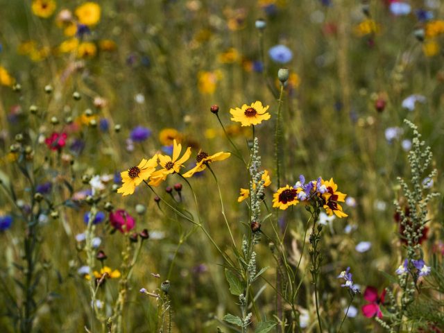 Une loi controversée : quelles répercussions pour la biodiversité en France ?