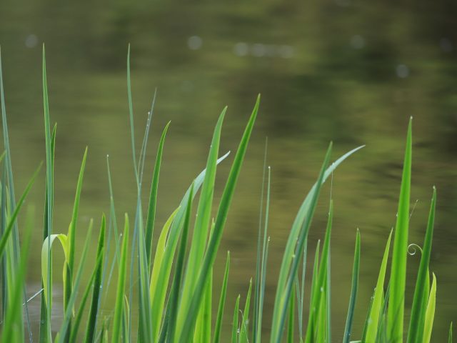 Dès le printemps, intégrez des zones humides pour un jardin résilient