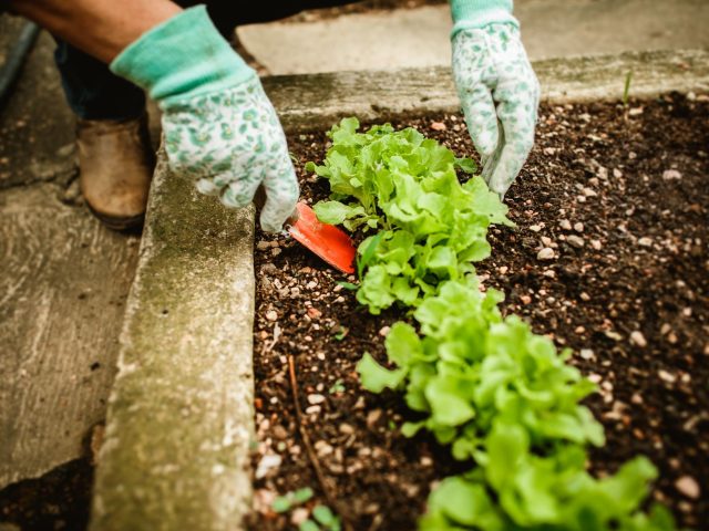 Pourquoi cultiver vos propres légumes est plus qu&rsquo;une tendance : une nécessité face aux crises environnementales