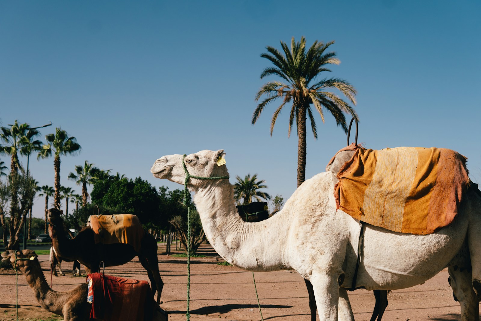 Dromadaires sellés pour la balade, entre les palmiers de la Palmeraie de Marrakech