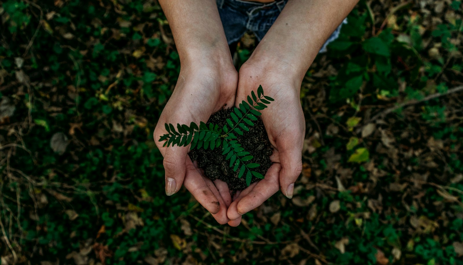 Jardinage : 5 techniques incontournables pour un jardin durable
