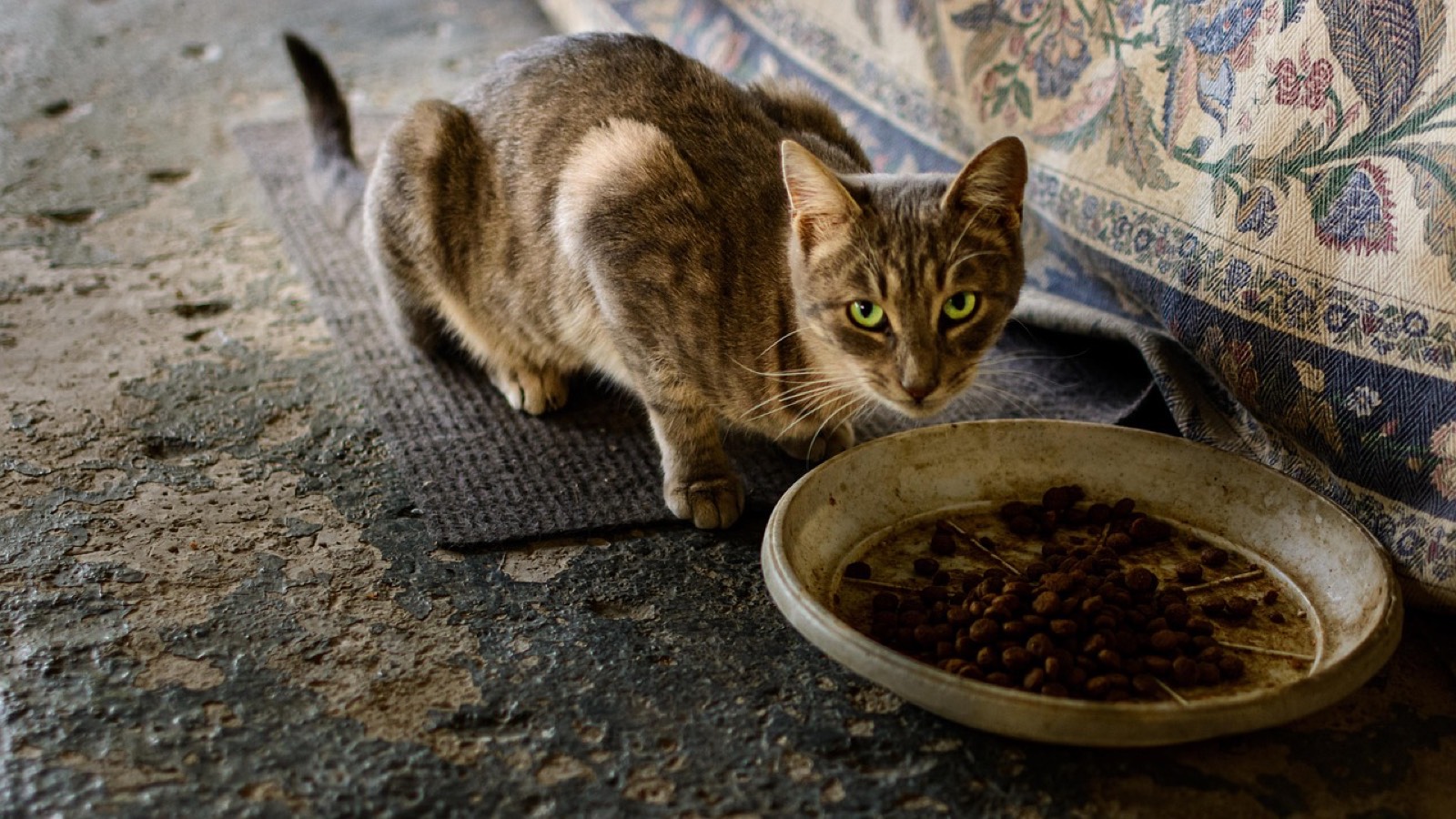 Un chat mange ses croquettes dans une gamelle posée au sol