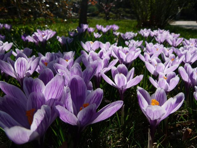 Plantes d&rsquo;intérieur : les véritables héros de l&rsquo;air pur
