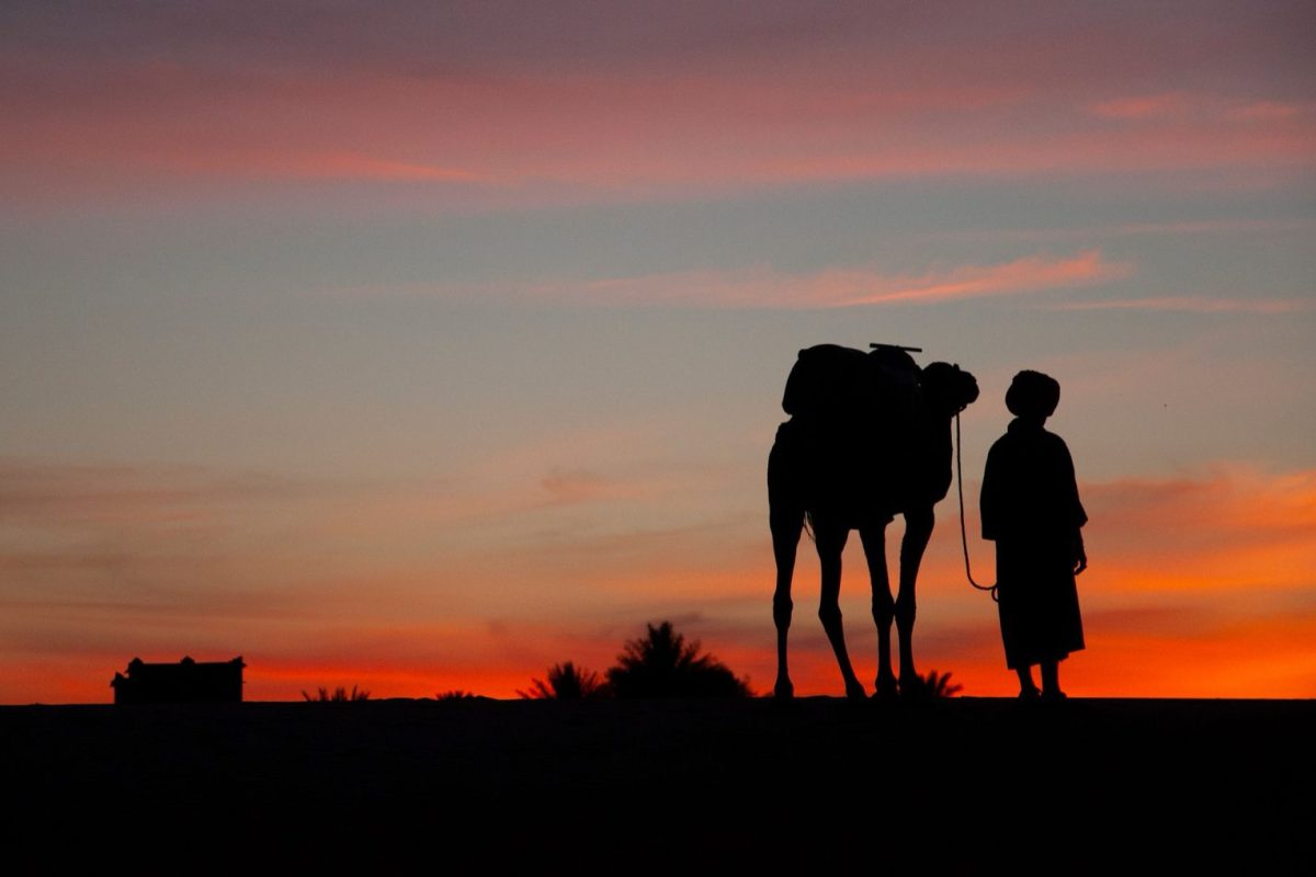 Sunset camel ride à Marrakech : à quelle heure partir dans la Palmerai